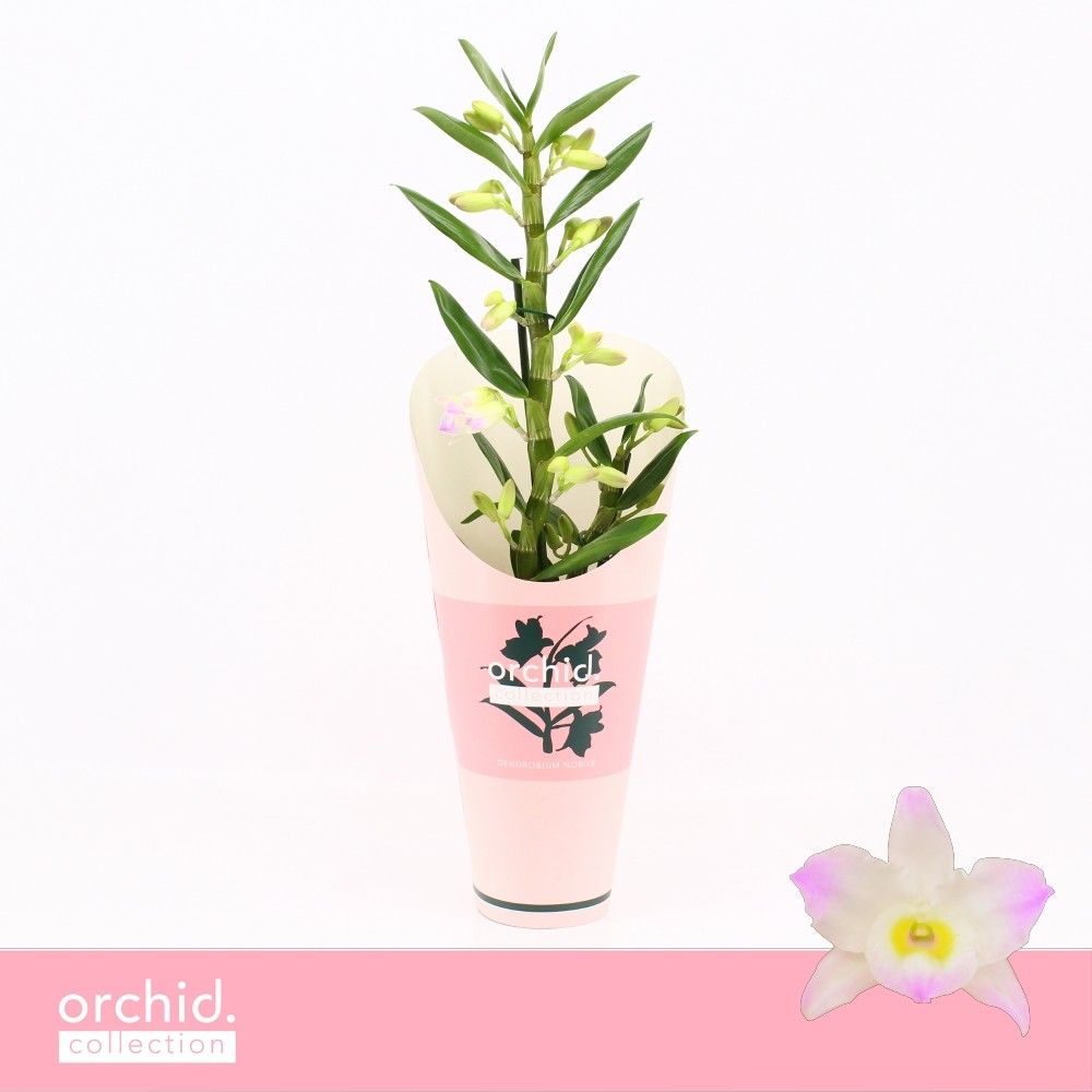 Горшечные цветы и растения оптом Dendr Nob 1st Kumiko Orchid Collecti от 6шт из Голландии с доставкой по России