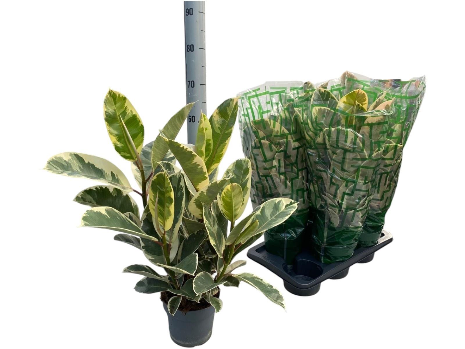 Горшечные цветы и растения оптом Fic El Tineke от 6шт из Голландии с доставкой по России