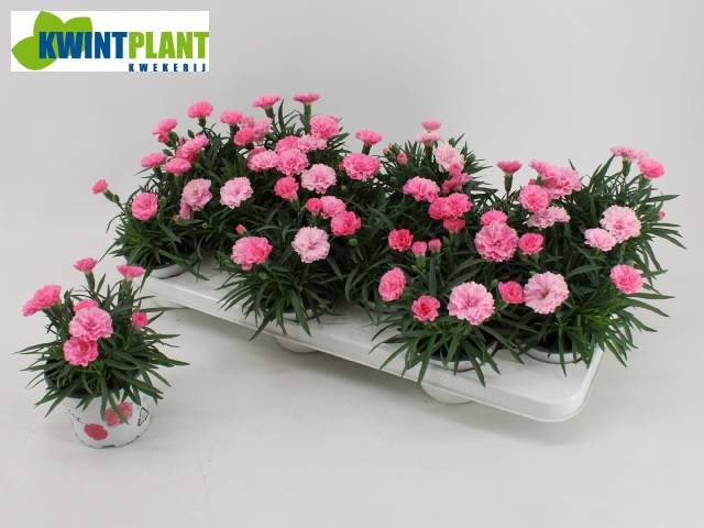 Горшечные цветы и растения оптом Dianthus I Love U от 12шт из Голландии с доставкой по России