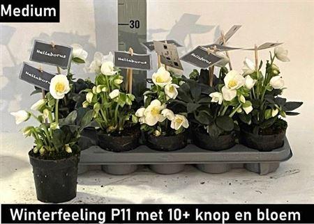 Горшечные цветы и растения оптом Hell Ni Winter Fleur 10+ от 10шт из Голландии с доставкой по России
