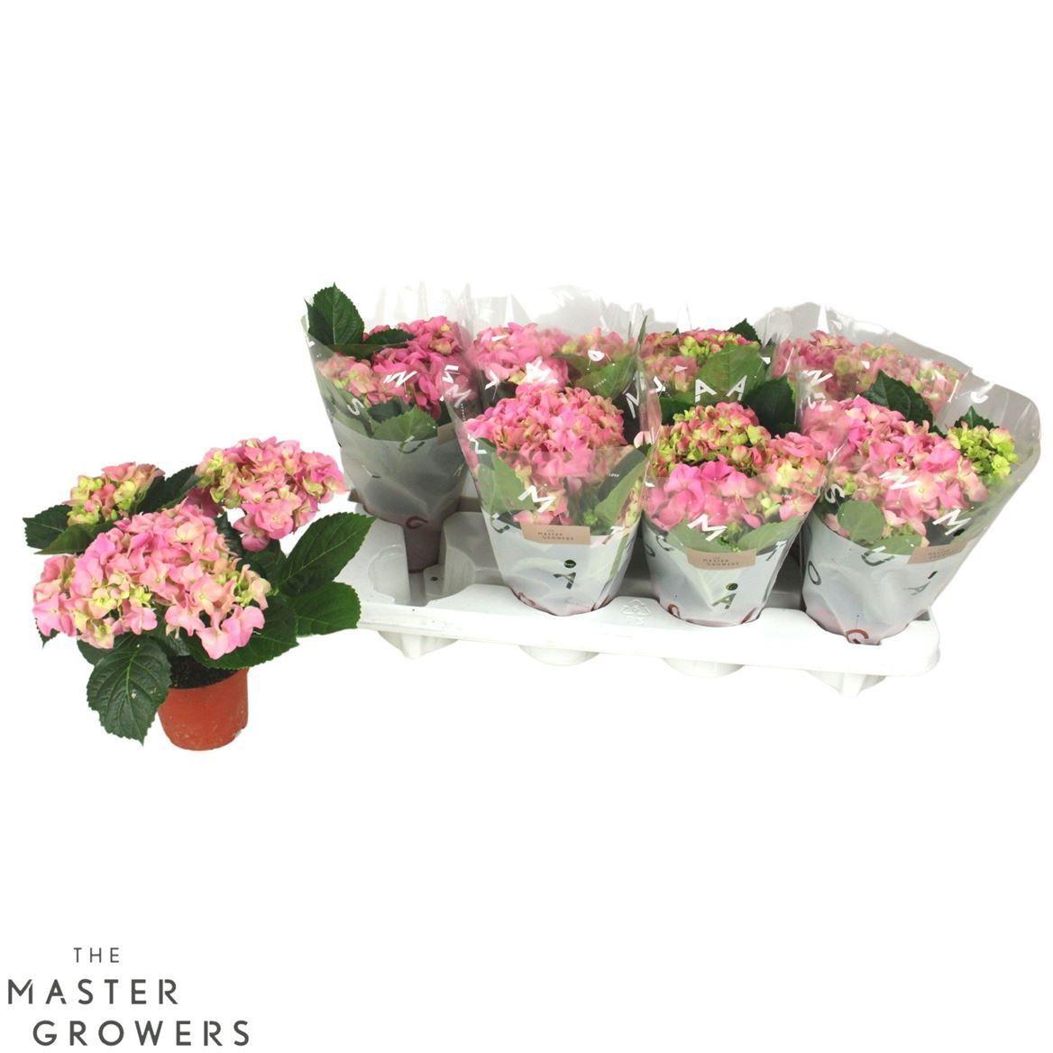Горшечные цветы и растения оптом Hydrangea Ma Pink 3+ от 8шт из Голландии с доставкой по России