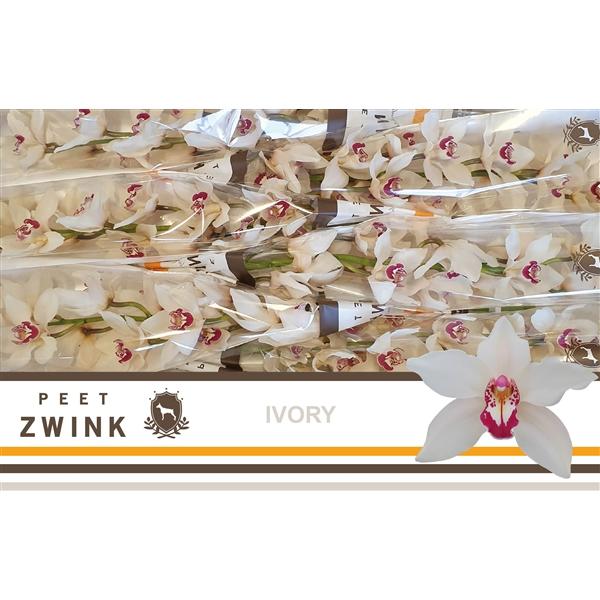 Срезанные цветы оптом Cymbidium white ivory от 8шт. из Голландии с доставкой по России