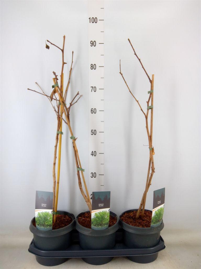 Горшечные цветы и растения оптом Ginkgo Biloba   ... от 3шт из Голландии с доставкой по России