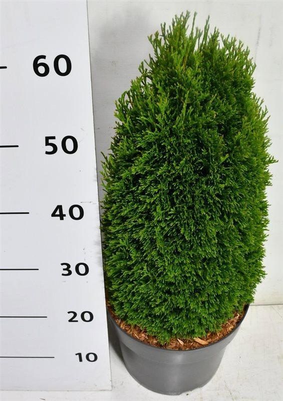 Горшечные цветы и растения оптом Thuja Occ. maks от 1шт из Голландии с доставкой по России