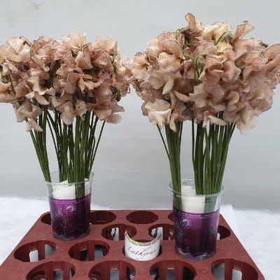 Срезанные цветы оптом Lathyrus paint bronze от 100шт из Голландии с доставкой по России
