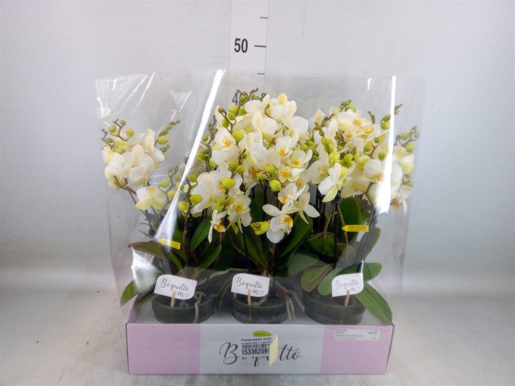 Горшечные цветы и растения оптом Phalaenopsis Multi.   ...white от 6шт из Голландии с доставкой по России