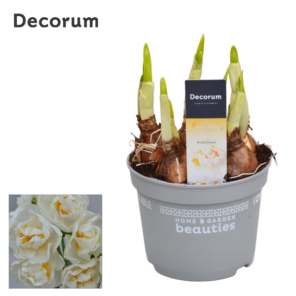 Горшечные цветы и растения оптом Narcissus Bridal Crown (decorum) от 10шт из Голландии с доставкой по России