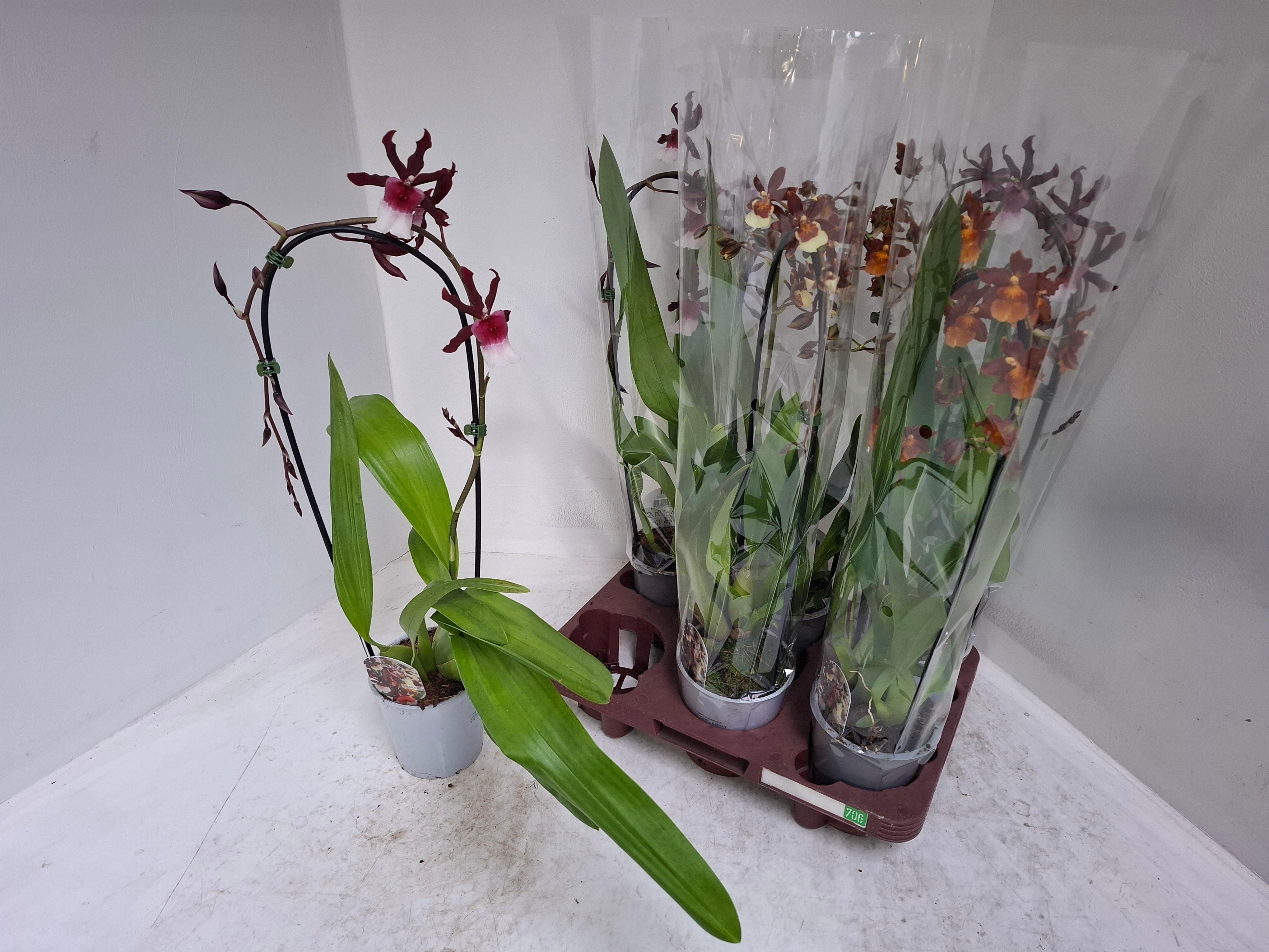 Горшечные цветы и растения оптом Cambria Grp Gem от 6шт из Голландии с доставкой по России