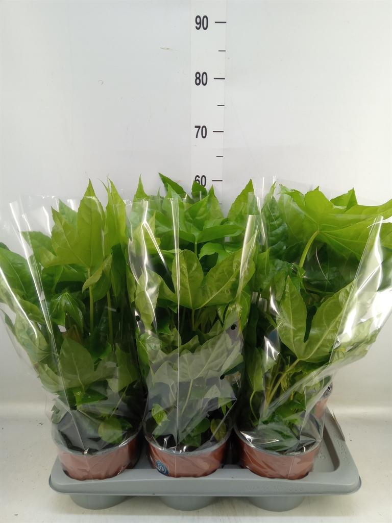 Горшечные цветы и растения оптом Fatsia Japonica   ... от 6шт из Голландии с доставкой по России