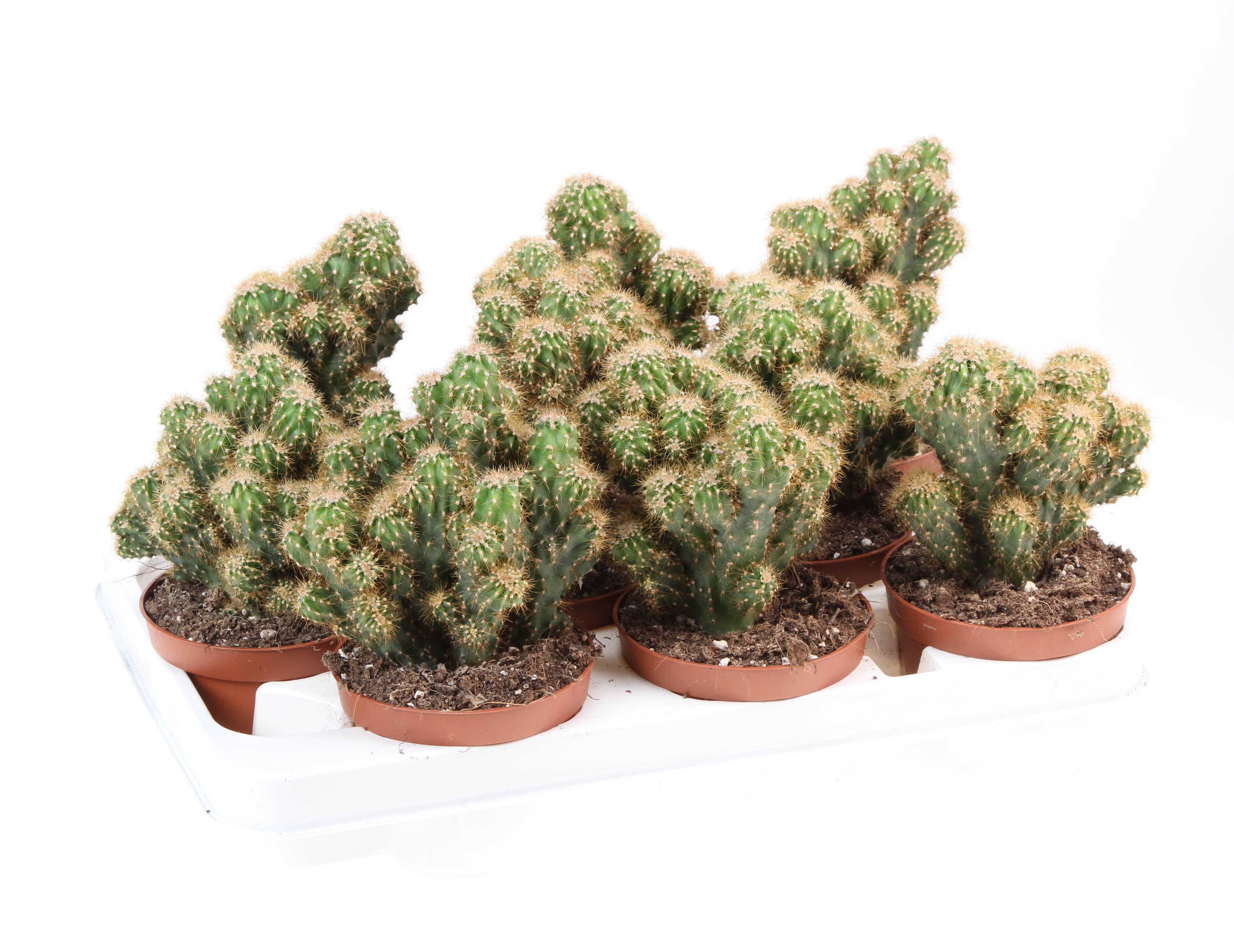 Горшечные цветы и растения оптом Cereus Peruvianus Monstrosus Yellow от 9шт из Голландии с доставкой по России