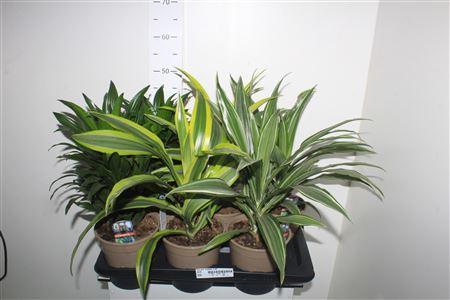 Горшечные цветы и растения оптом Dra Gem Kopstek 3 Srt от 6шт из Голландии с доставкой по России