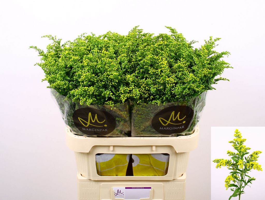 Срезанные цветы оптом Solidago carzan glory от 50шт. из Голландии с доставкой по России