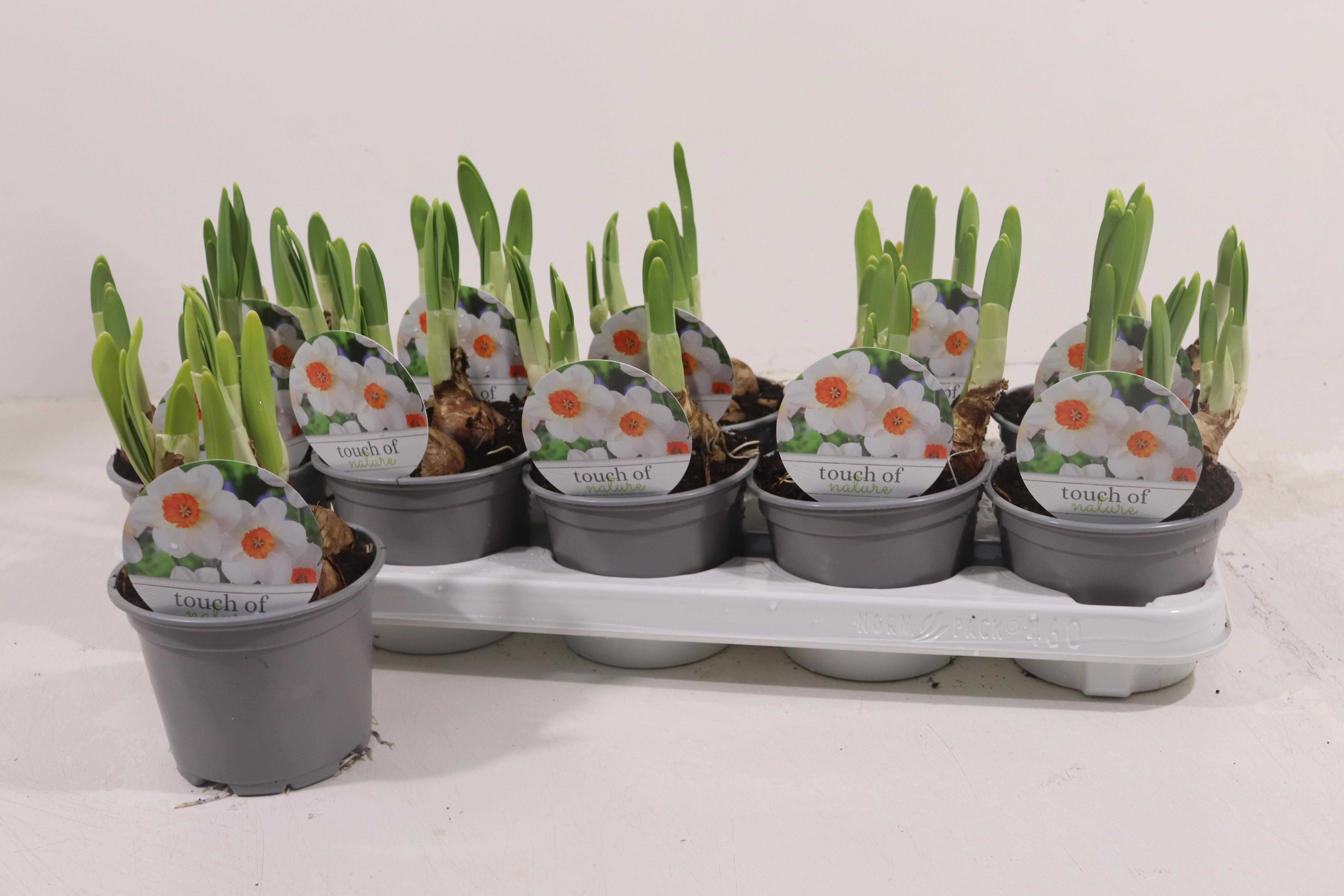 Горшечные цветы и растения оптом Narc Ov от 10шт из Голландии с доставкой по России