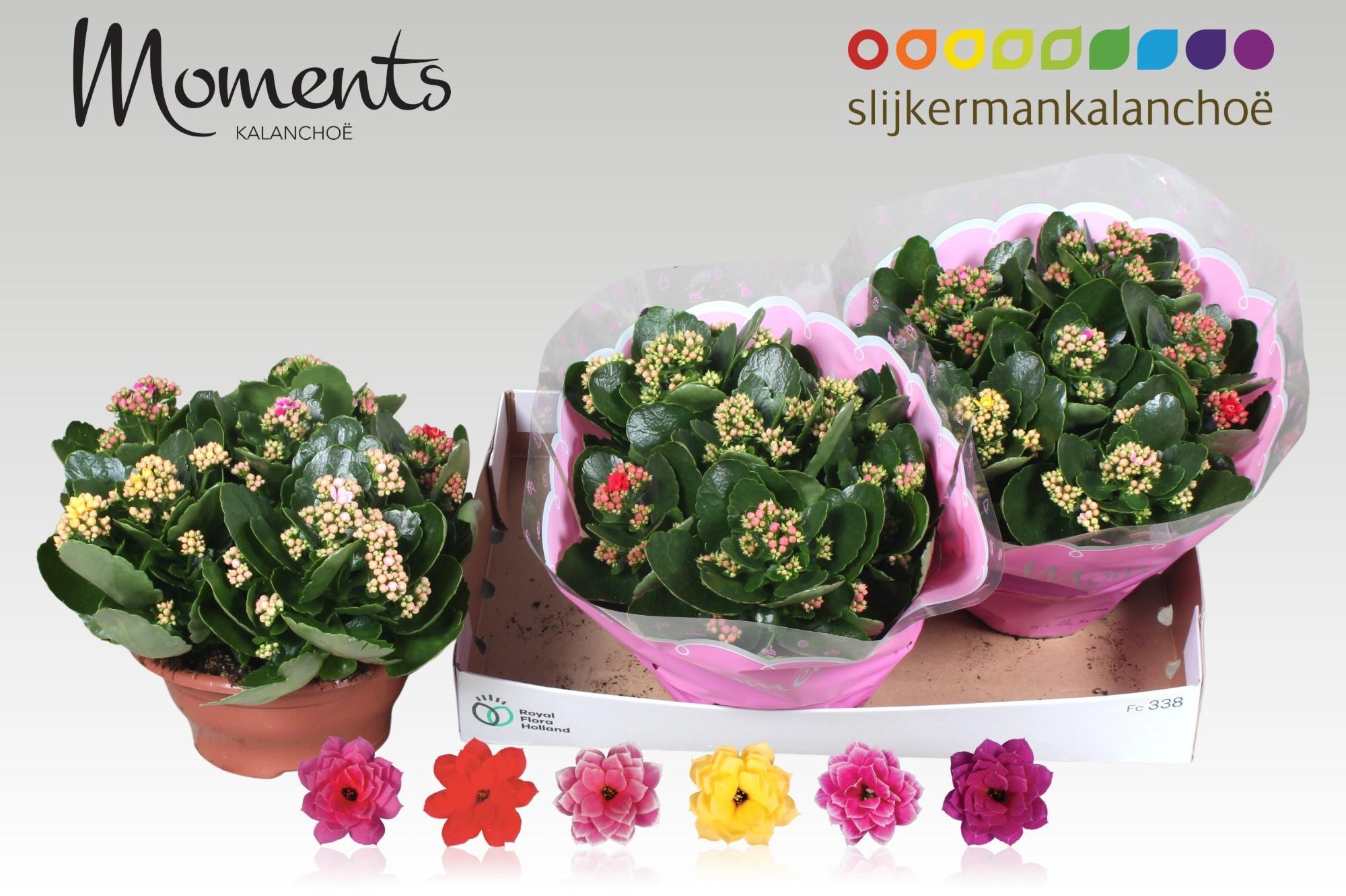 Горшечные цветы и растения оптом Kal Ge Gem I Pot от 3шт из Голландии с доставкой по России