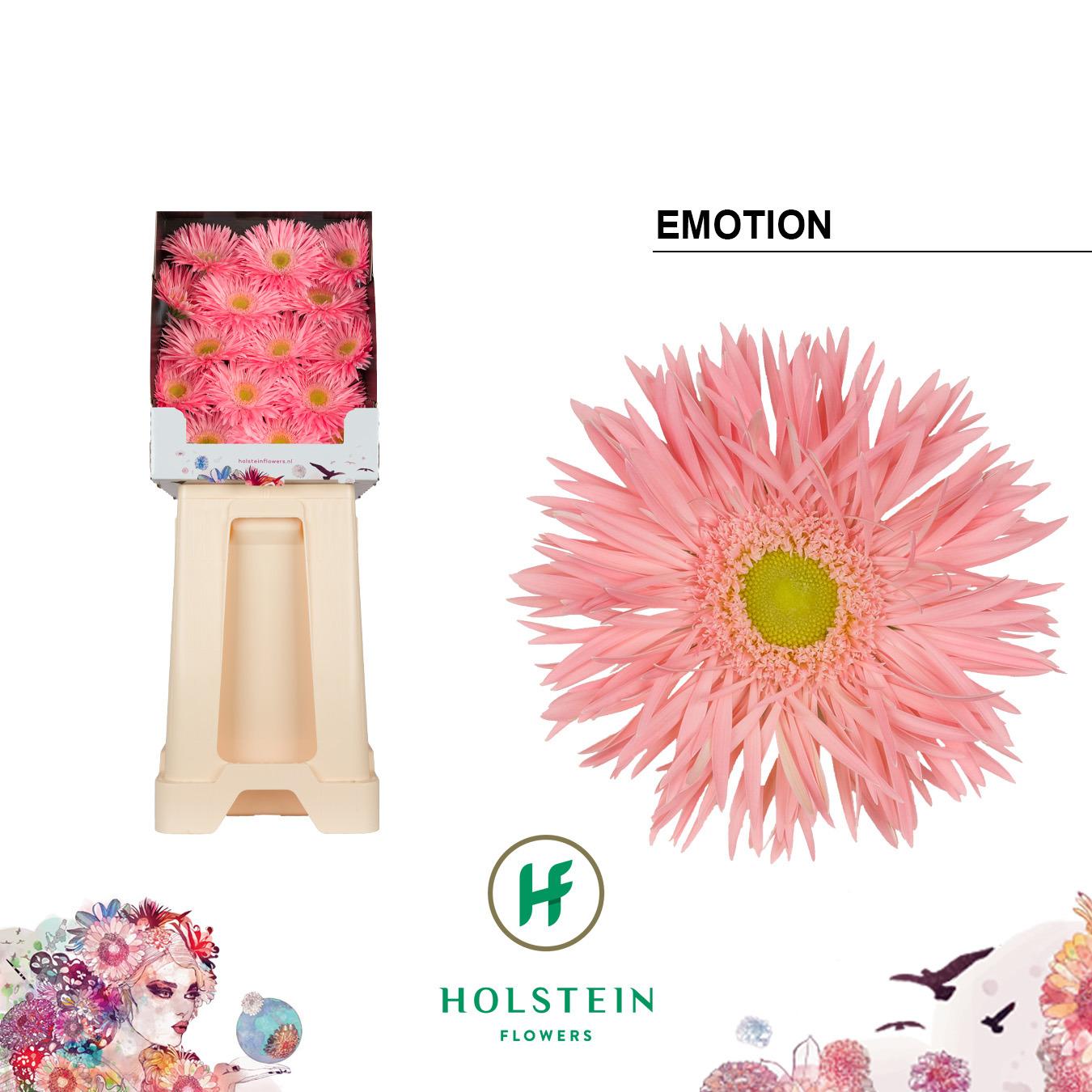 Срезанные цветы оптом Gerbera diamond gerspider big emotion от 45шт из Голландии с доставкой по России