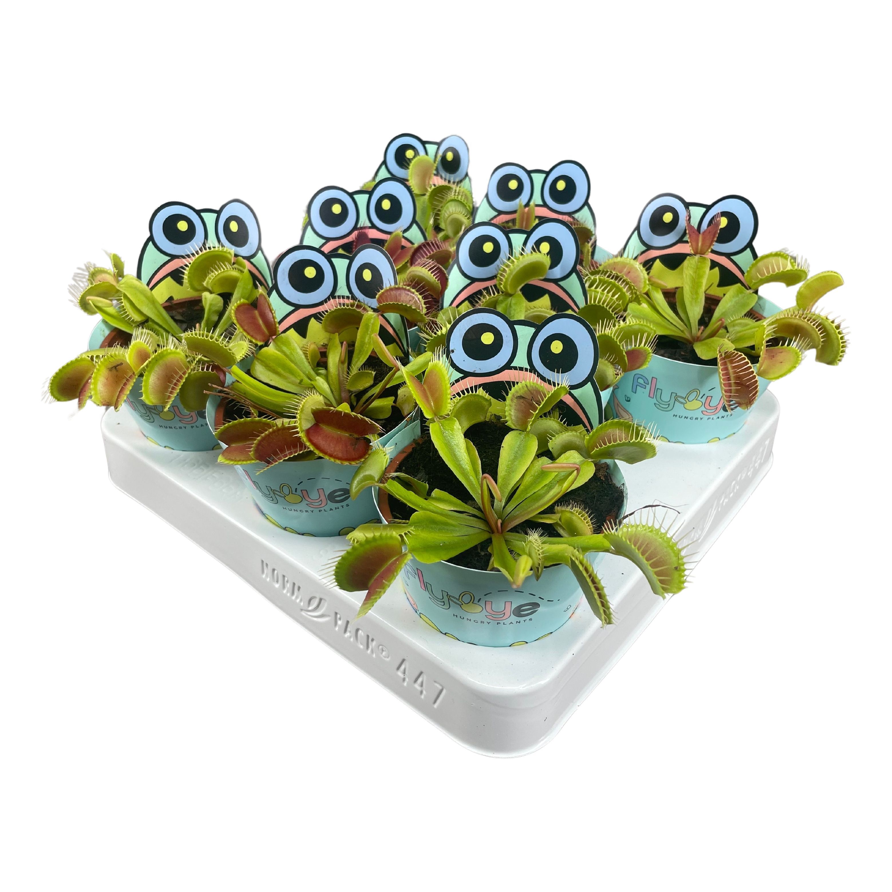 Горшечные цветы и растения оптом Dionaea Muscipula от 8шт (для телеги) из Голландии с доставкой по России