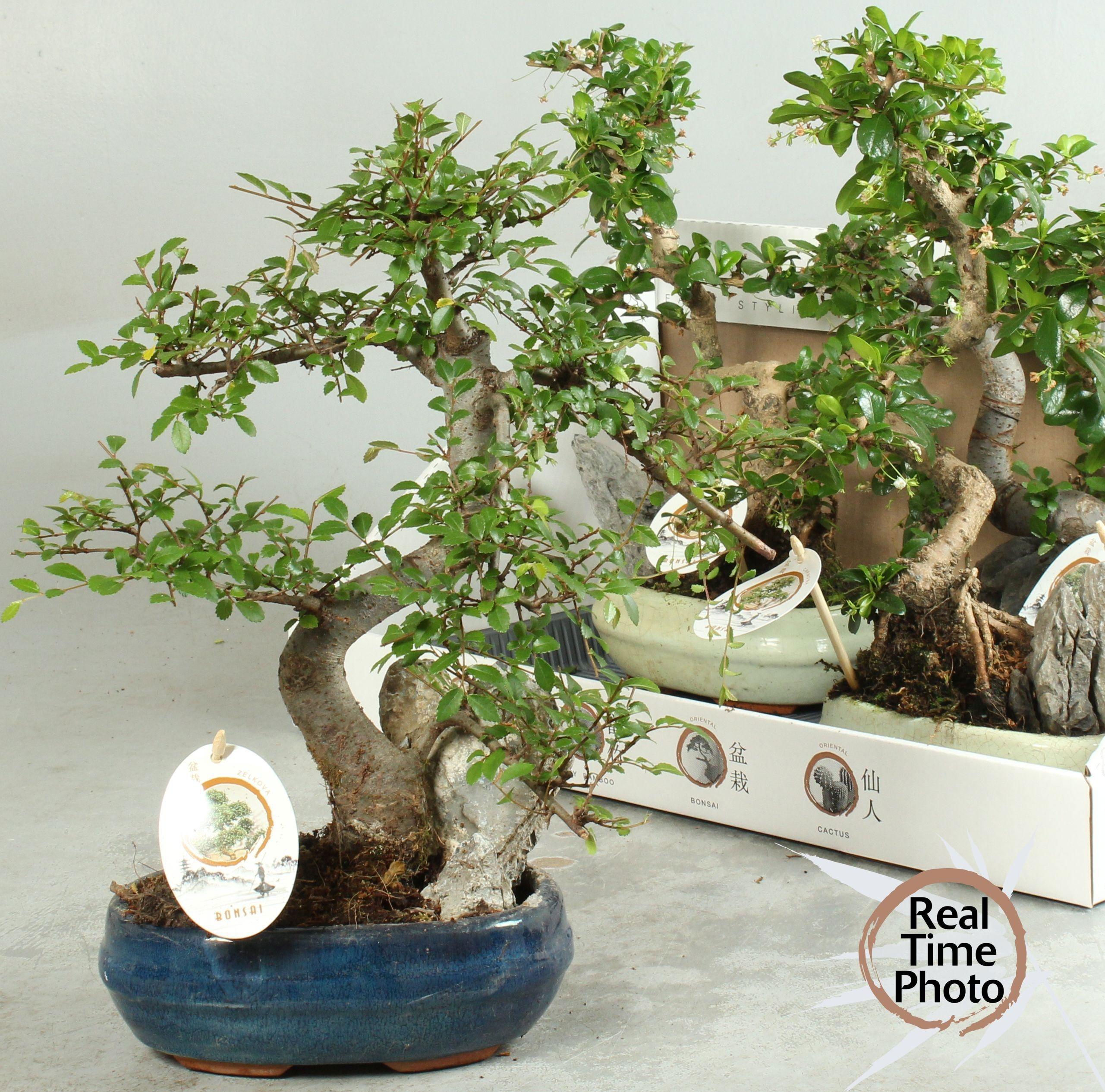 Горшечные цветы и растения оптом Bonsai Mix от 4шт из Голландии с доставкой по России