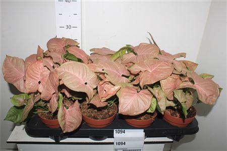 Горшечные цветы и растения оптом Syng Podophyllum от 8шт из Голландии с доставкой по России