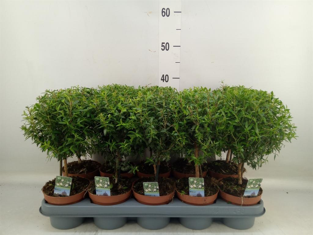 Горшечные цветы и растения оптом Myrtus Communis от 10шт из Голландии с доставкой по России