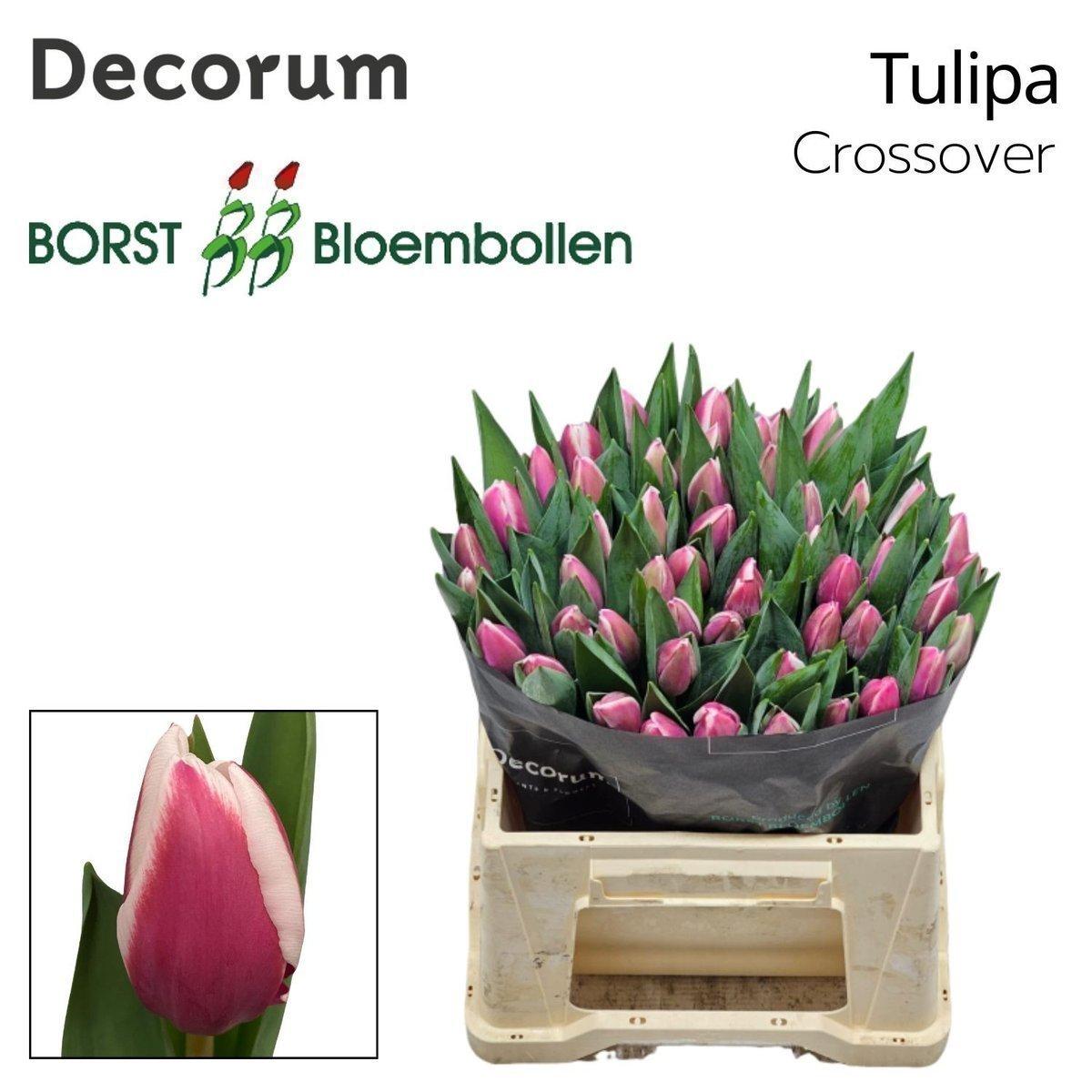 Срезанные цветы оптом Tulipa si crossover от 100шт из Голландии с доставкой по России