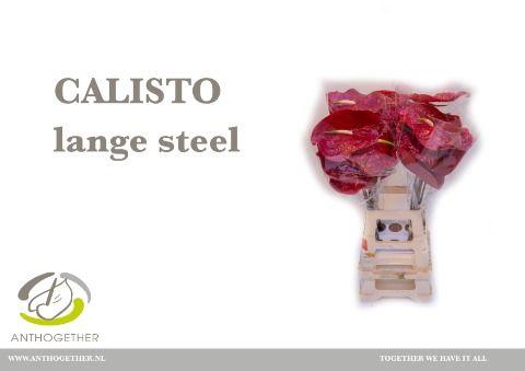 Срезанные цветы оптом Anthurium calisto от 20шт из Голландии с доставкой по России