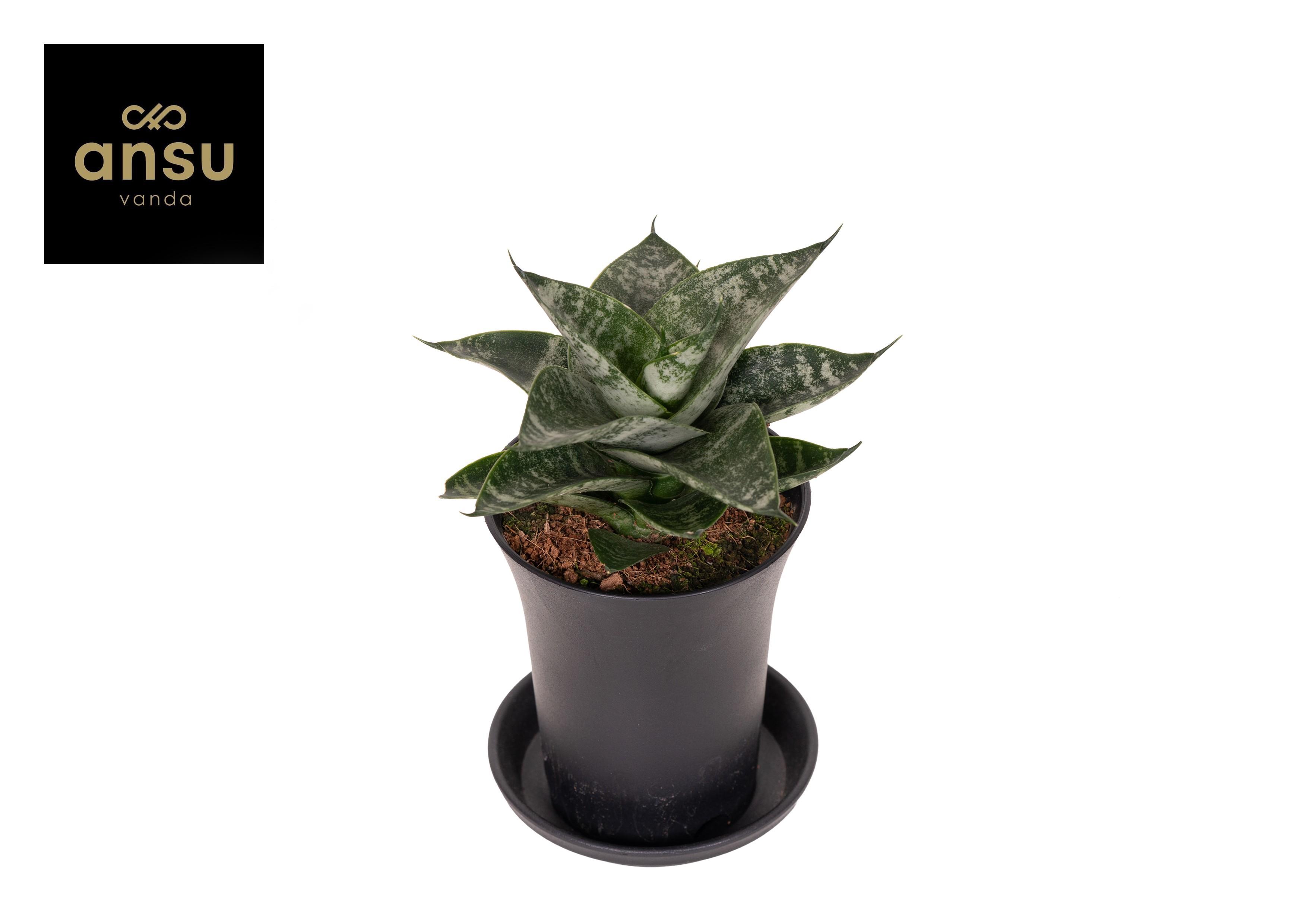 Горшечные цветы и растения оптом Sansevieria Comet Ming Green Marble In Sierpot от 9шт (для телеги) из Голландии с доставкой по России