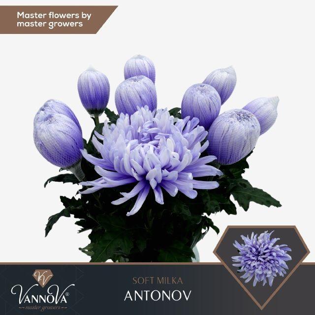 Срезанные цветы оптом Chrys bl paint antonov soft milka от 120шт. из Голландии с доставкой по России