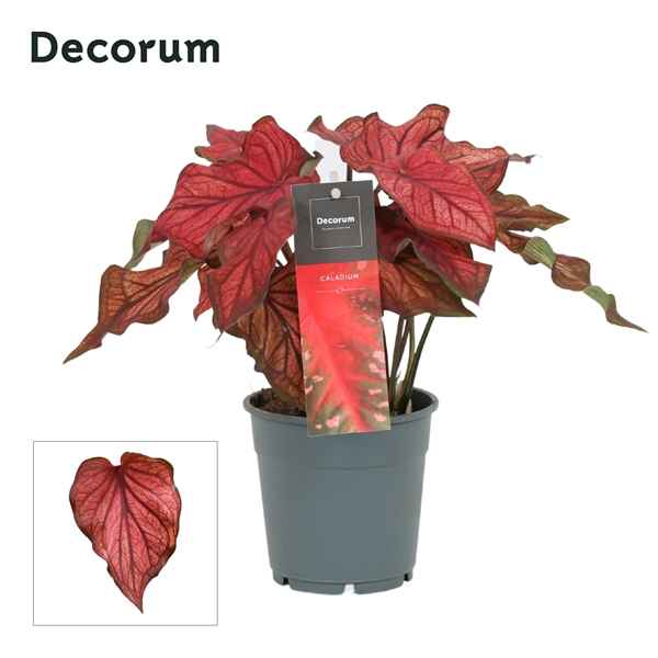 Горшечные цветы и растения оптом Caladium Red (decorum) от 10шт из Голландии с доставкой по России