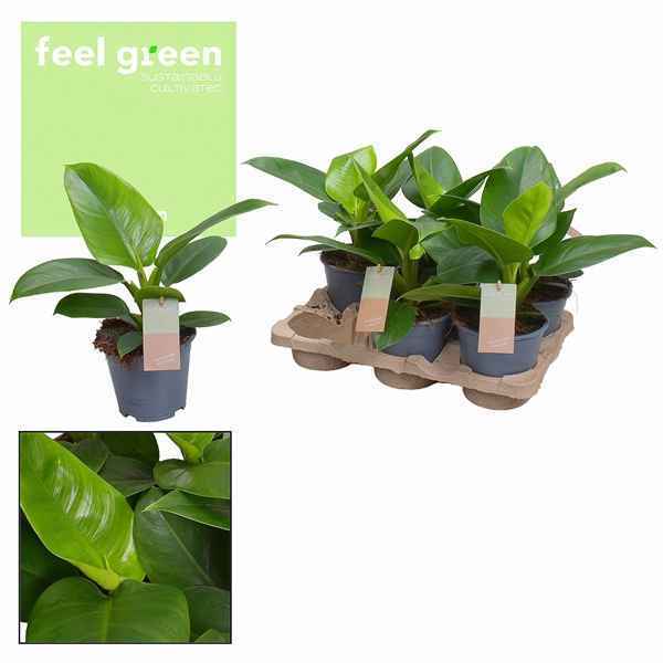 Горшечные цветы и растения оптом Philodendron Imperial Green Feel Green (decorum) от 6шт из Голландии с доставкой по России