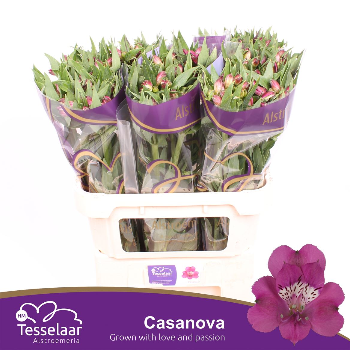 Срезанные цветы оптом Alstroemeria casanova от 60шт из Голландии с доставкой по России