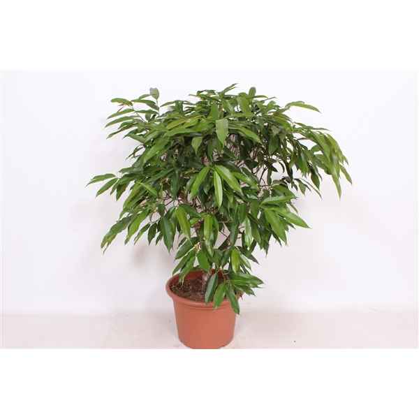 Горшечные цветы и растения оптом Ficus Bin Amstel King Bush от 1шт из Голландии с доставкой по России