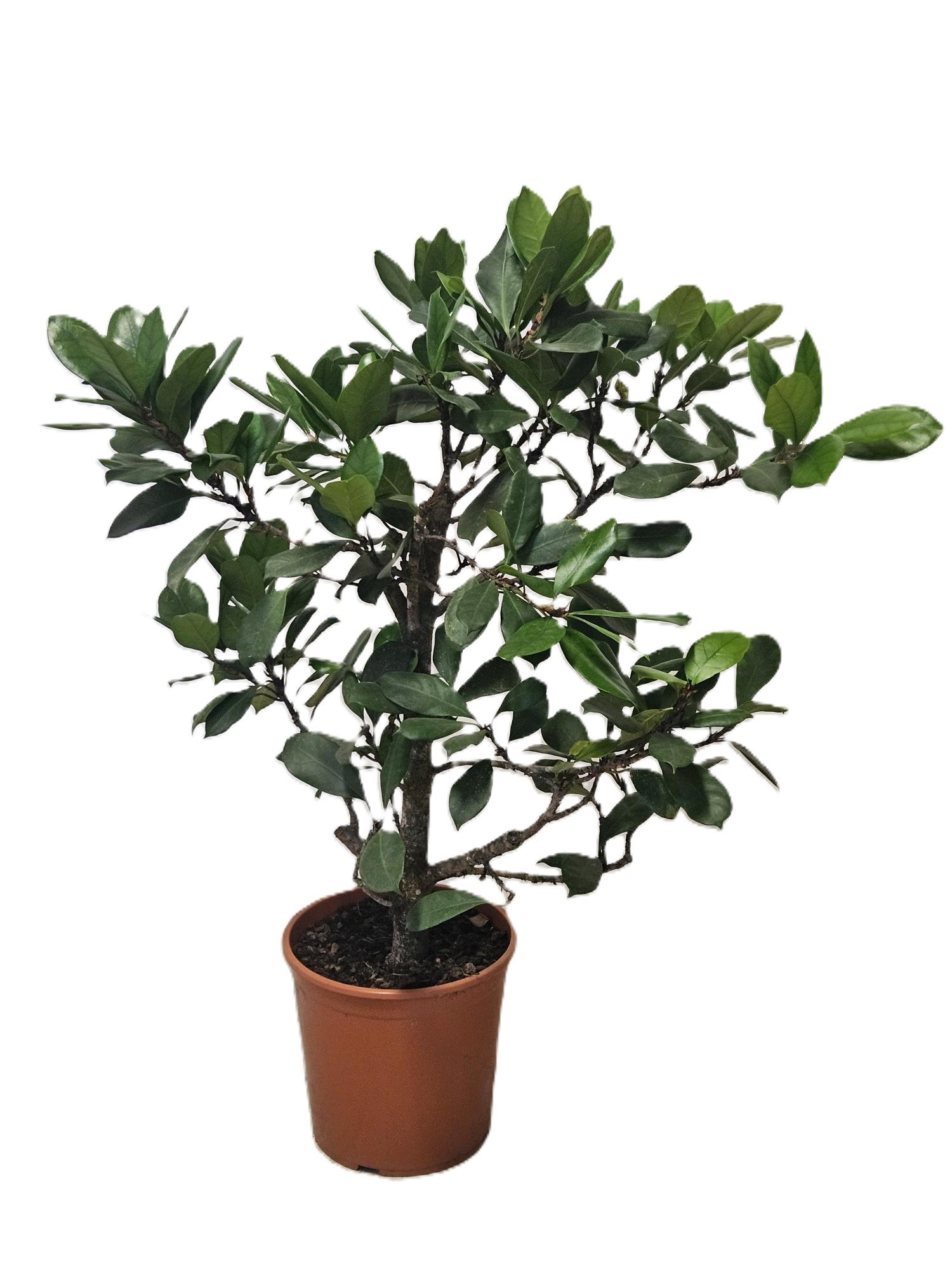 Горшечные цветы и растения оптом Ficus Cyathistipula On Stem от 1шт из Голландии с доставкой по России