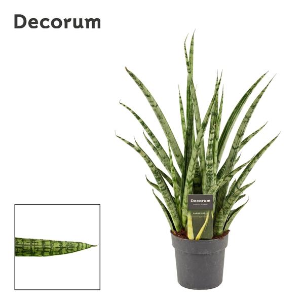 Горшечные цветы и растения оптом Sansevieria Silver Steel (decorum) от 10шт из Голландии с доставкой по России
