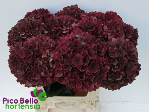 Срезанные цветы оптом Hydrangea mag ruby red classic от 10шт из Голландии с доставкой по России