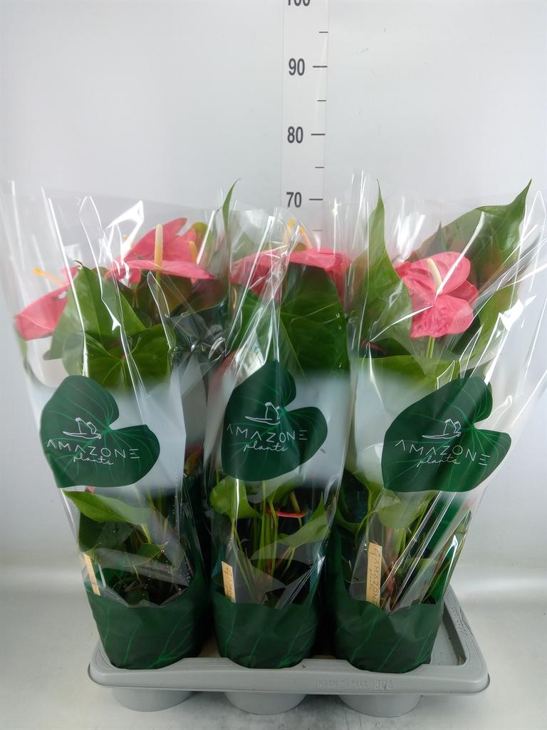 Горшечные цветы и растения оптом Anth An Colorado 5+ (amazone) от 6шт из Голландии с доставкой по России