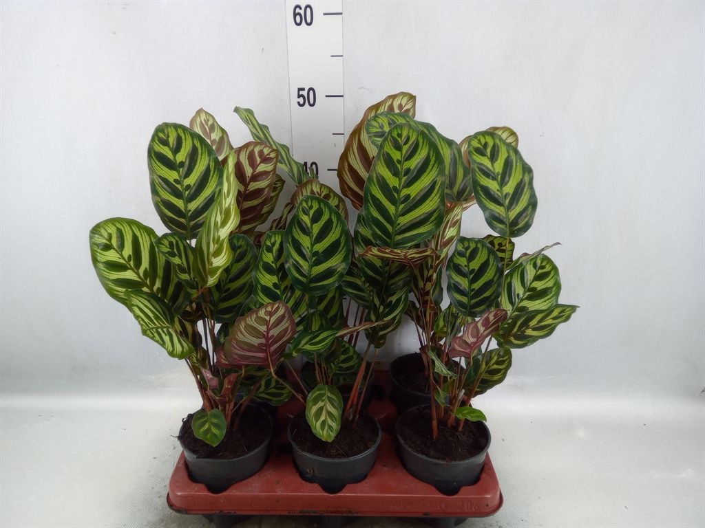 Горшечные цветы и растения оптом Calathea Makoyana от 6шт' из Голландии с доставкой по России