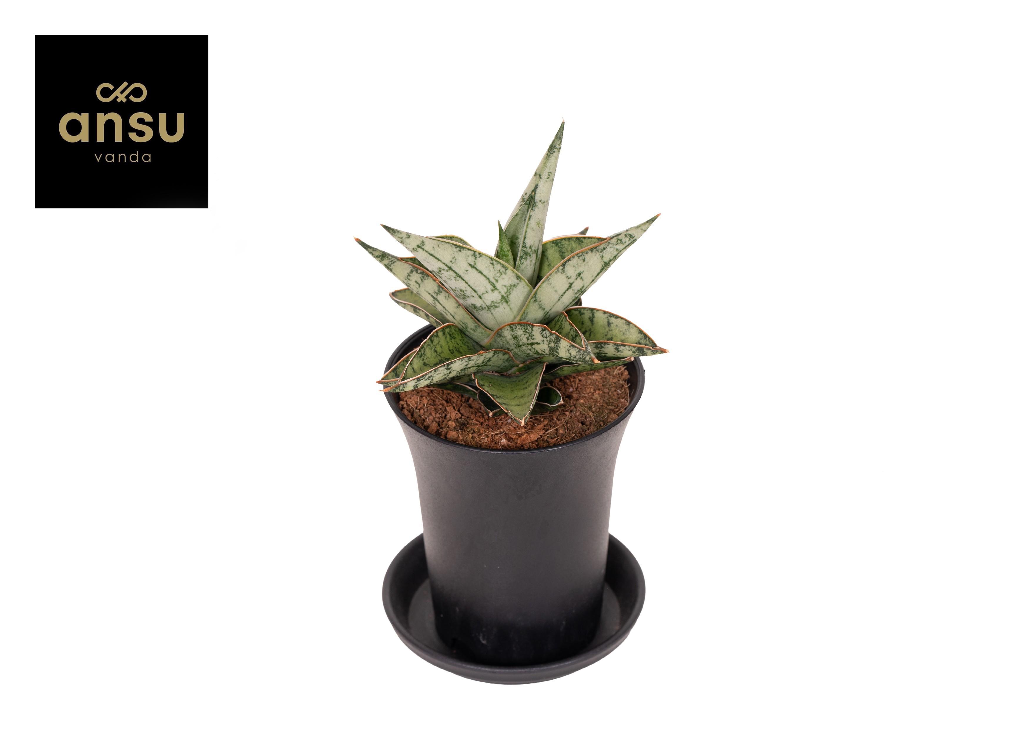 Горшечные цветы и растения оптом Sansevieria Comet Canoe No.3 от 9шт (для телеги) из Голландии с доставкой по России