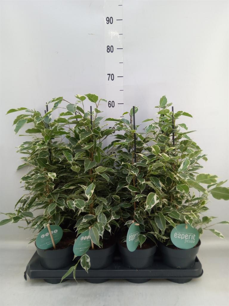 Горшечные цветы и растения оптом Ficus Be Twilight от 8шт из Голландии с доставкой по России