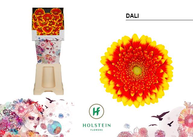 Срезанные цветы оптом Germini diamond dali от 80шт из Голландии с доставкой по России