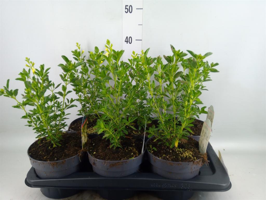 Горшечные цветы и растения оптом Salvia   ... от 6шт из Голландии с доставкой по России