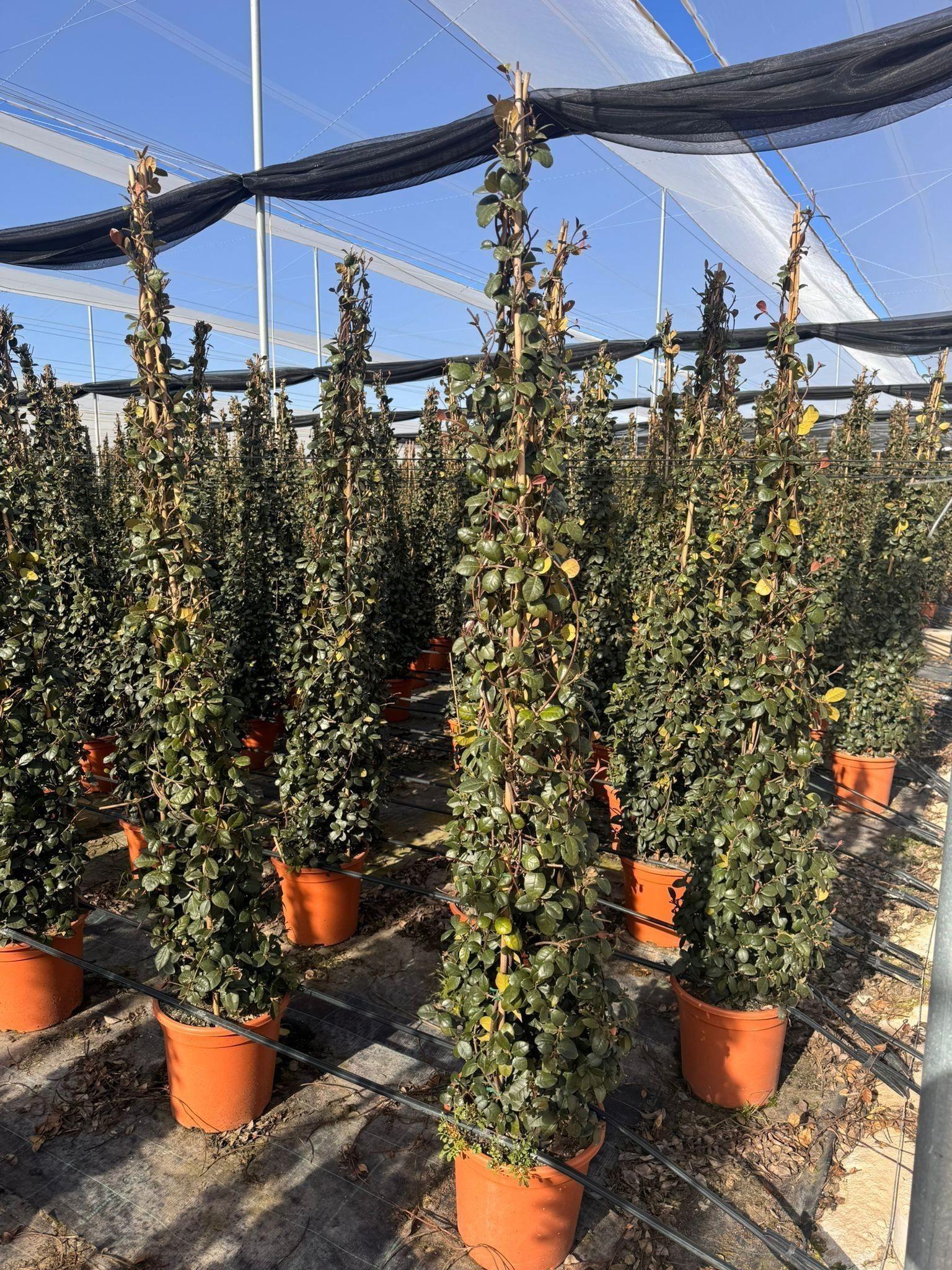 Горшечные цветы и растения оптом Trac Jasminoides от 1шт из Голландии с доставкой по России