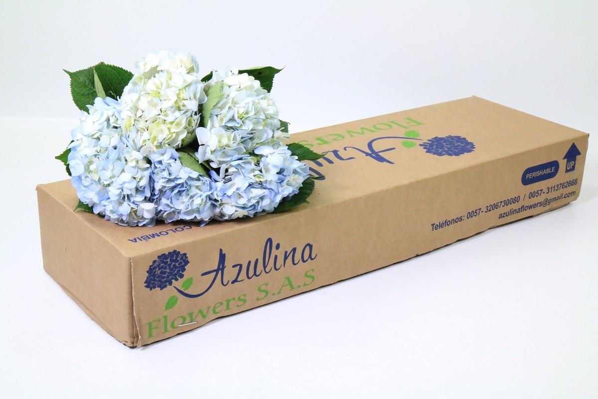 Срезанные цветы оптом Hydrangea blue light от 30шт из Голландии с доставкой по России