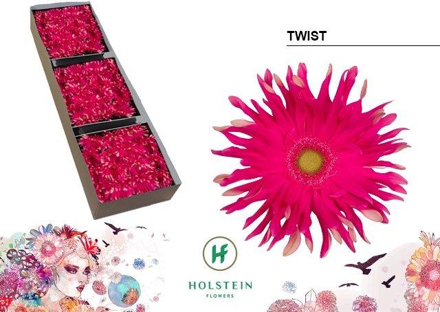 Срезанные цветы оптом Gerbera gerpasta twist от 45шт из Голландии с доставкой по России