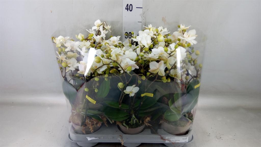Горшечные цветы и растения оптом Phalaenopsis Multi.   ...white от 8шт (для телеги) из Голландии с доставкой по России