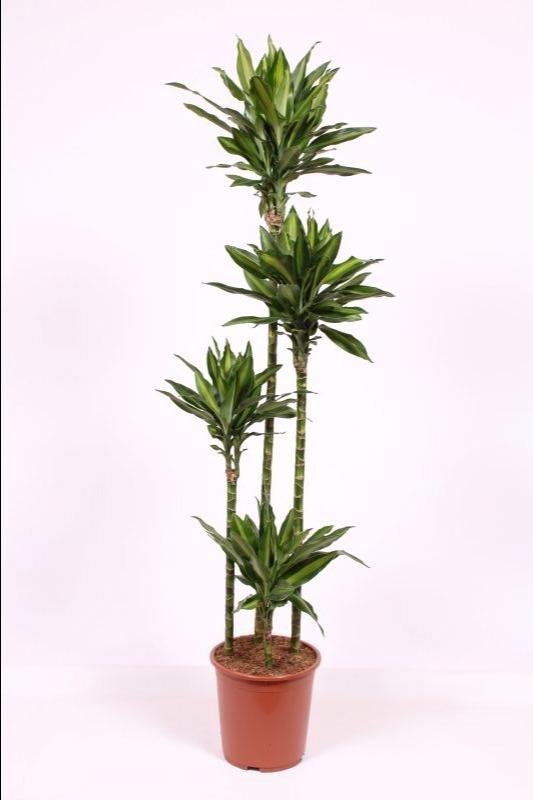 Горшечные цветы и растения оптом Dracaena Silindo 120-90-60-30 от 1шт из Голландии с доставкой по России