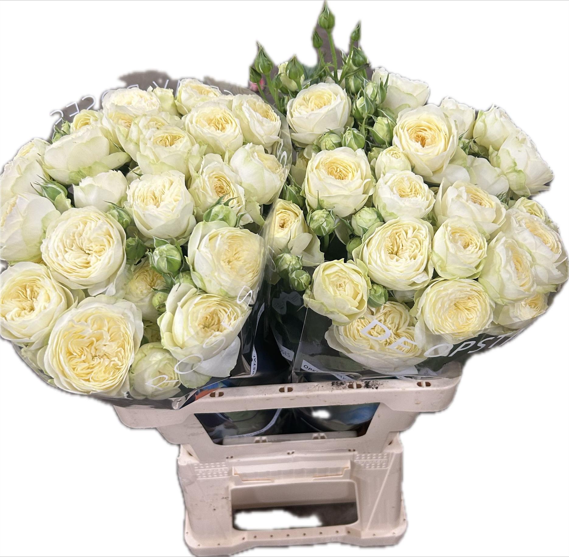 Срезанные цветы оптом Rosa spray ayala! от 20шт из Голландии с доставкой по России