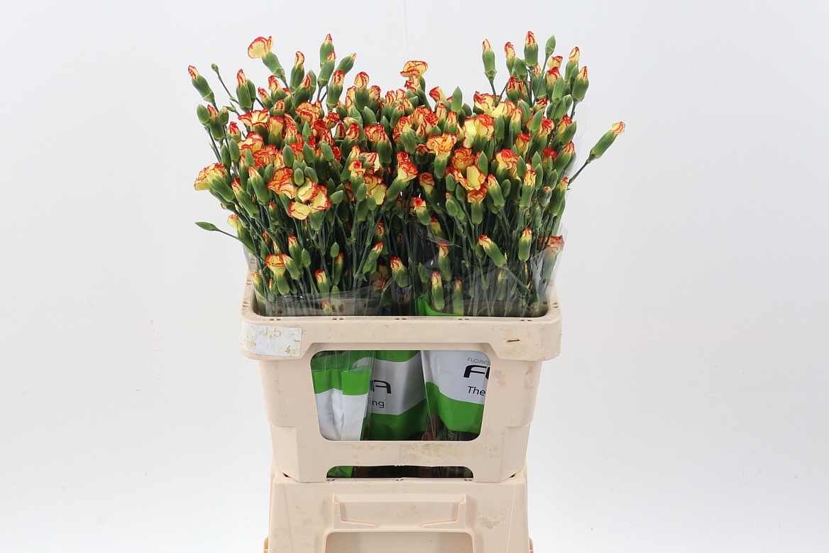 Срезанные цветы оптом Dianthus sp lala bonita от 100шт из Голландии с доставкой по России
