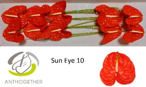 Срезанные цветы оптом Anthurium sun eye A от 12шт из Голландии с доставкой по России