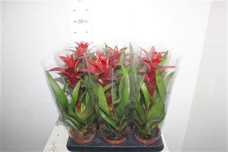 Горшечные цветы и растения оптом Guzm Nextara от 6шт из Голландии с доставкой по России Горшечные цветы и растения оптом Guzm Nextara от 6шт из Голландии с доставкой по России