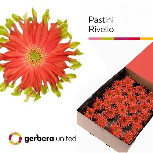 Срезанные цветы оптом Germini pastini rivello от 50шт из Голландии с доставкой по России